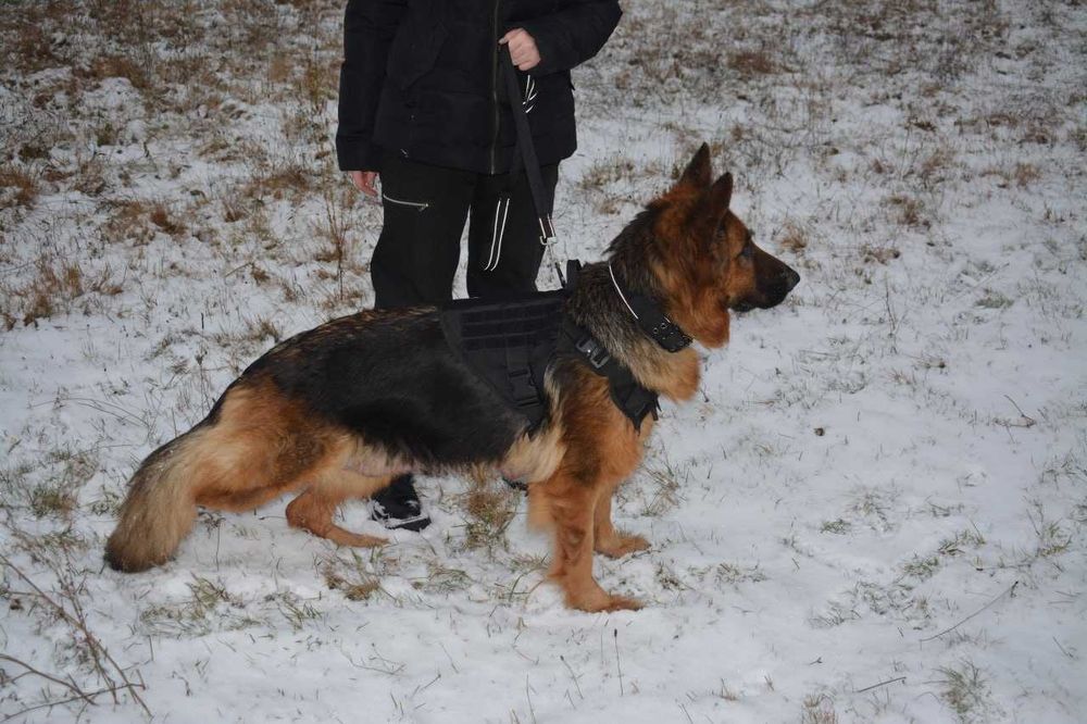 Продаються цуценята німецької вівчарки