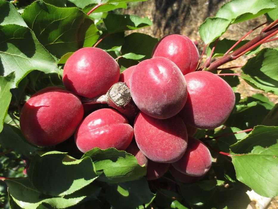 NOVIDADE  Árvore de ALPERCE VERMELHO