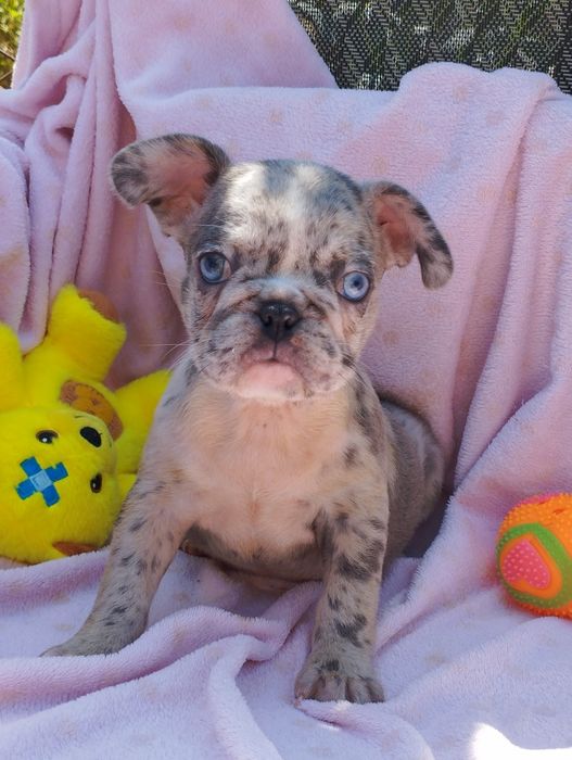 Дівчинка французького бульдога