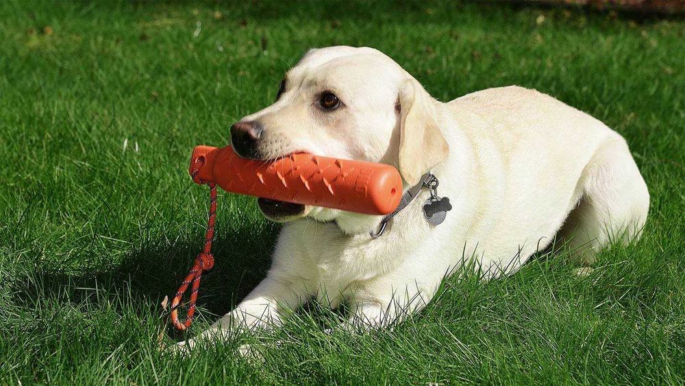 NOVO - Brinquedos Kong, Kong Toys, brinquedos para cão, borracha