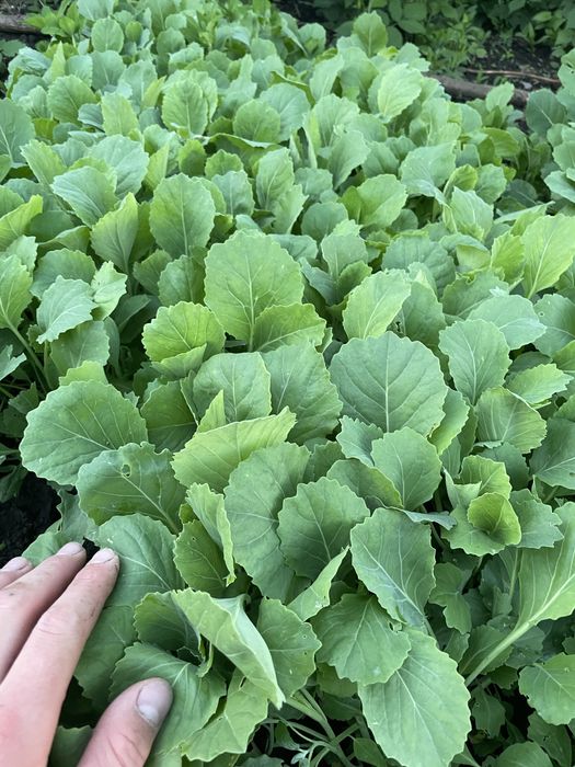 Продам розсаду капусти