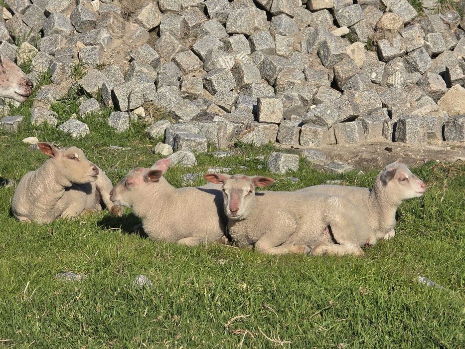 Borregas Charolesas Femeas