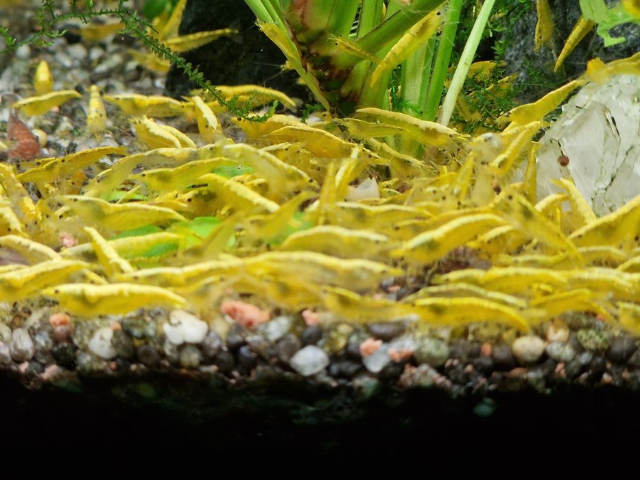Krewetki Neocaridina Yellow Neon