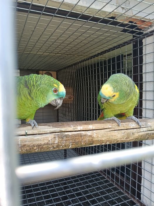 Casal de aestivas