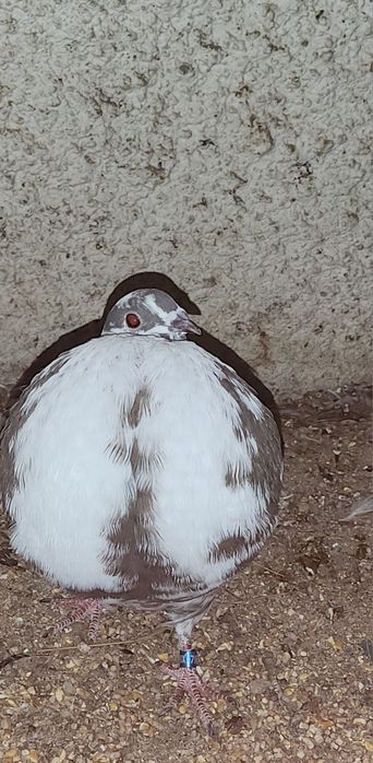 Casal de buchón gaditano