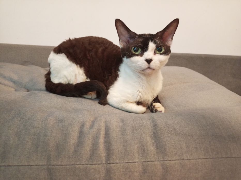 Dziewczynka rasy Devon Rex