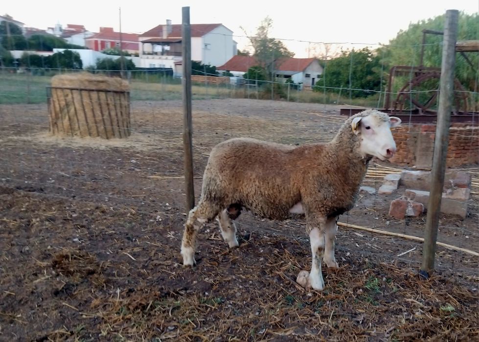 Borrego Ile-de-France