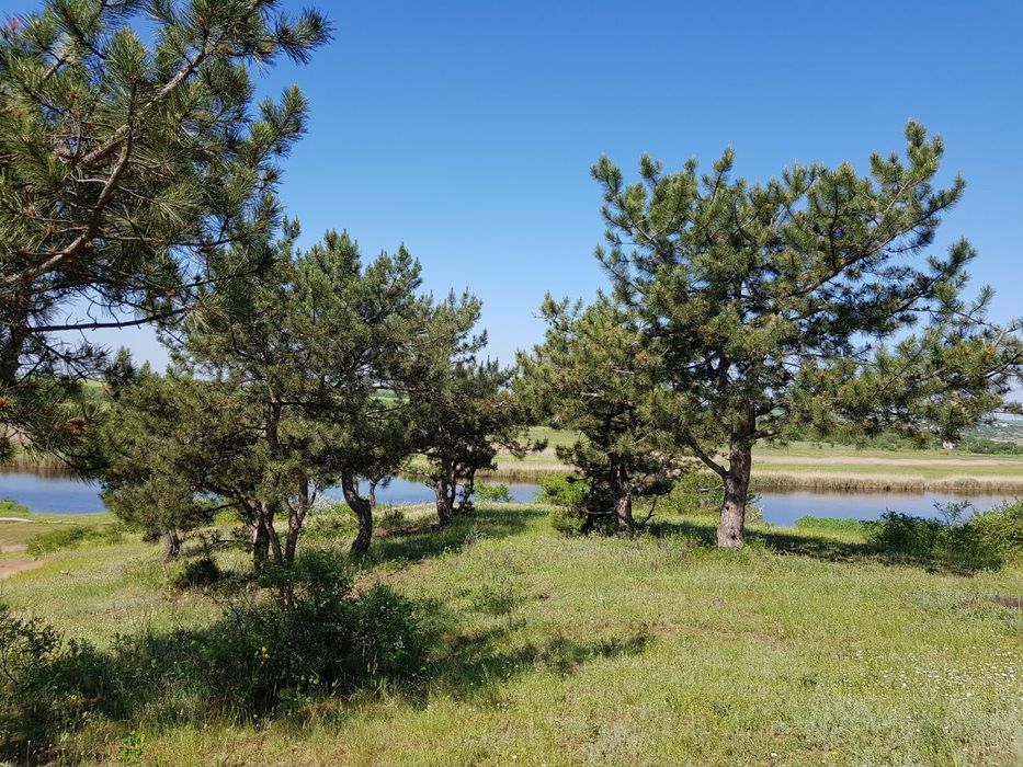 25 соток  в живописном месте, в лесу у реки. Калиновка Витовский р-н