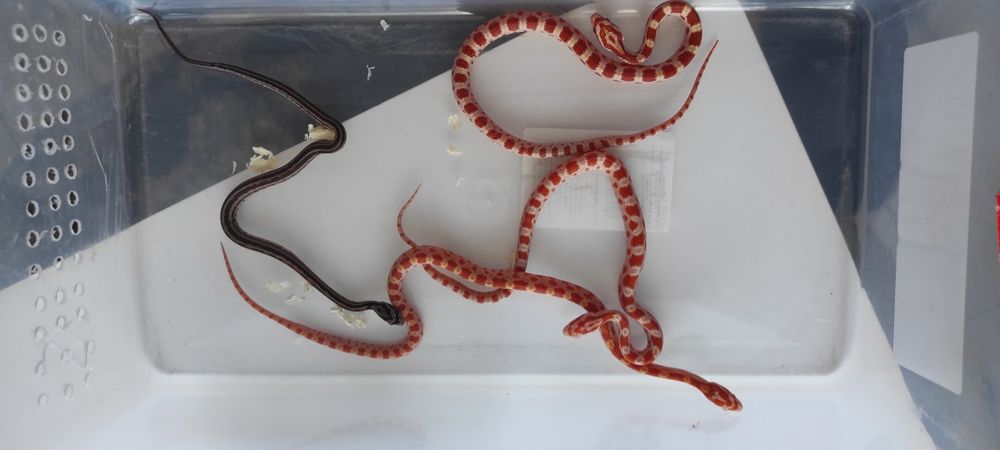 Wąż zbożowy promocja