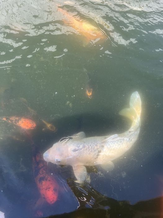 Alugo vivenda T4  com 370 metros