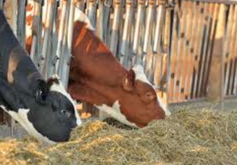 СЕНО С ДОСТАВКОЙ от 1шт в тюках мешках полевое, сіно в тюках. Объёмы.