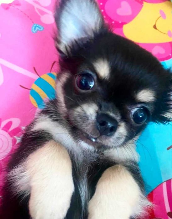 Chihuahua szczeniaki z rodowodem