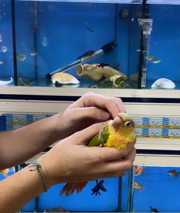 Pyrrhuras demosticados