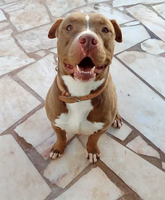 Pitbull para Adoção