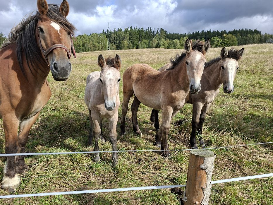 Sprzedam źrebaki zimnokrwiste