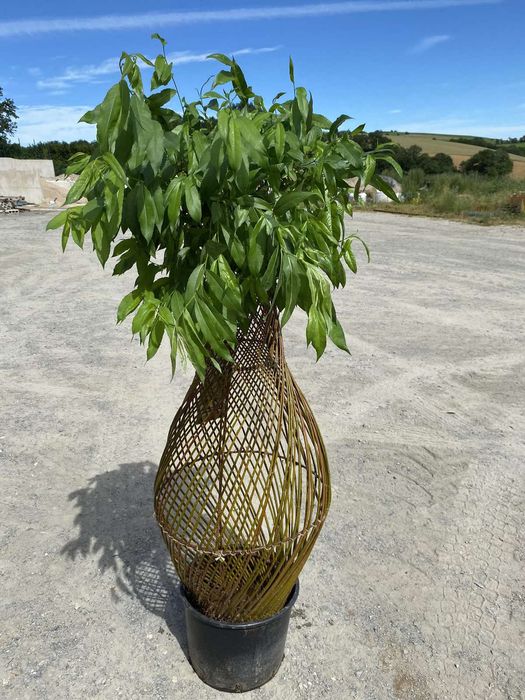Іва,живі дерева,бутилочні дерева,івовий прут,свіжий зріз.Лоза для плет