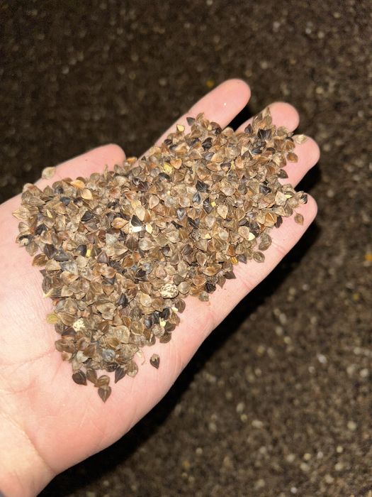 Gryka czyszczona zbiór 2024