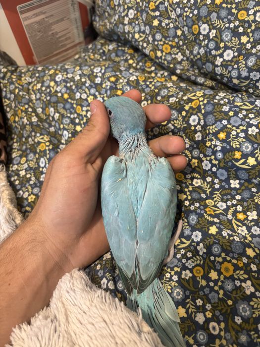 Ring Neck azul opalina fêmea – 2/3 papas
