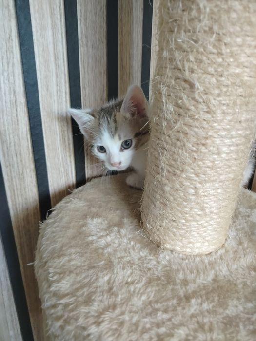 Oddam kotki w dobre ręce wraz z drapakiem