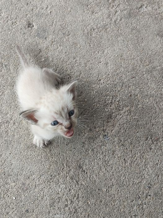 Gatinhos bebés para doar