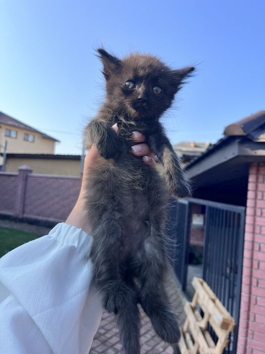 Кошенята в добрі руки
