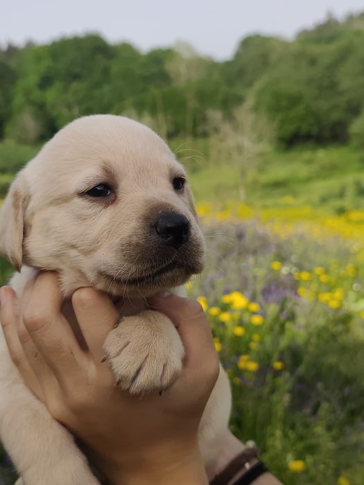 LABRADORA  muito fofinha