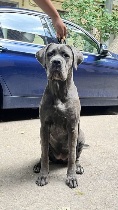 Щенок Кане Корсо