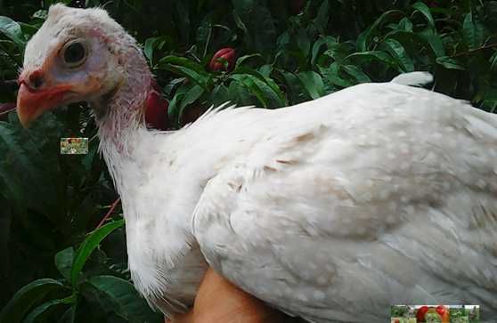 Galinhas D'Angola Gigantes Coloridas ( 70 cm unha ao bico + )