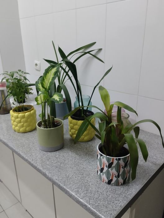 Vasos em loiça e vidro decorativo