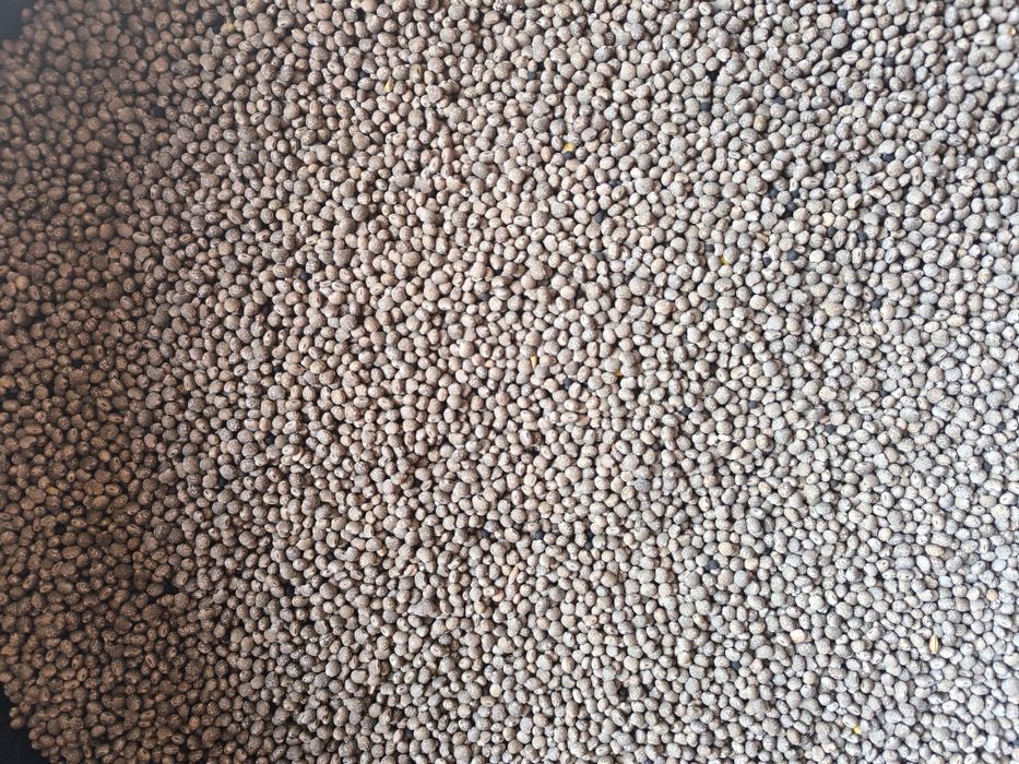 Łubin gorzki wąskolistny