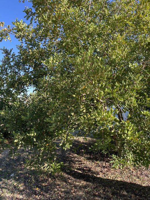 Venda de Alfarroba do Alentejo (sacos de 15kg)