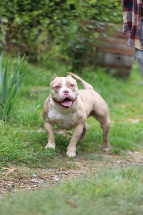 Прилаштовується красуня Буллі в типі Покет ! СТЕРИЛІЗОВАНА