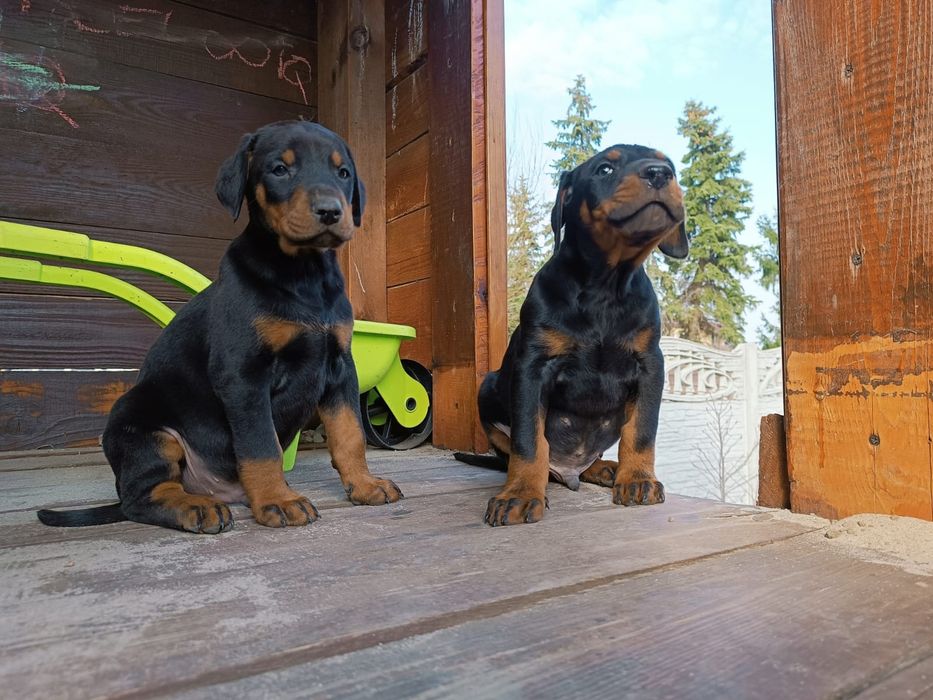 Doberman Szczeniak(i)