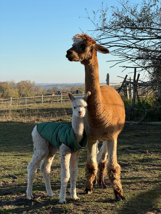 Sprzedam alpaki, alpake