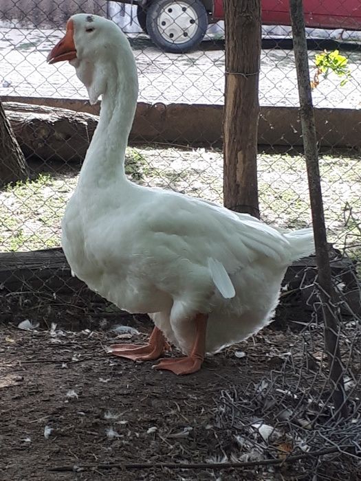 Гуси холмогоры..