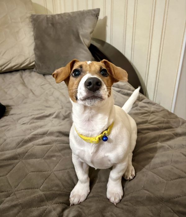 Цуценя Джек рассел красуня дівчинка!