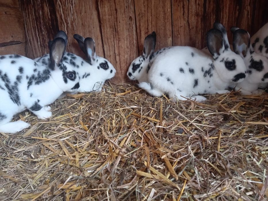 Rex dalmatyński czarny, młode