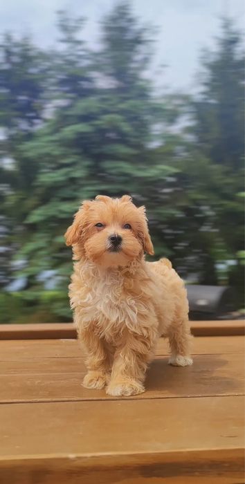 Милый Мальтипу ф1 ф2