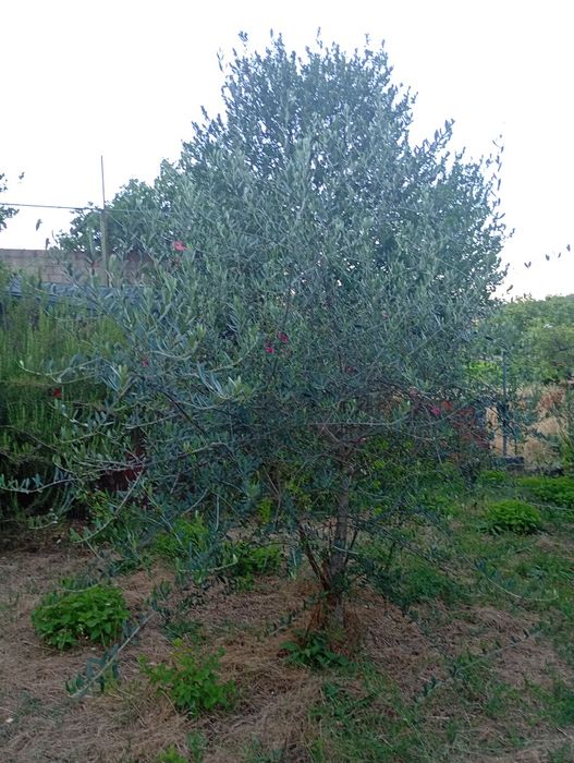 Oliveiras  ( Olea europaea )