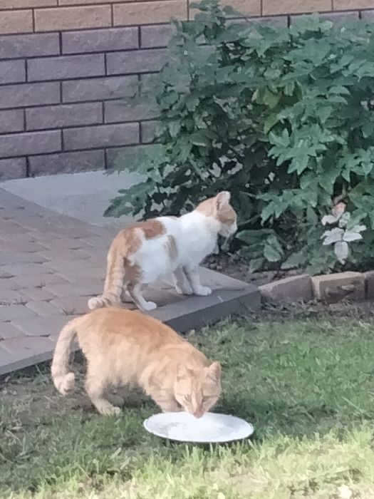 віддам двох котят в добрі руки
