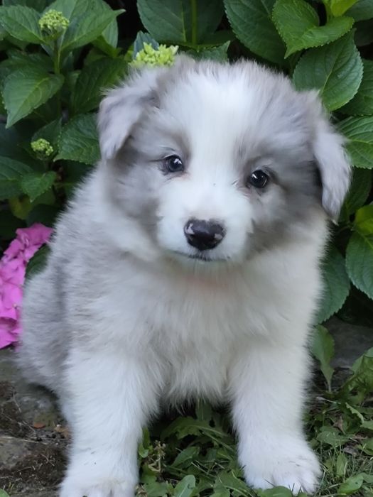 Border collie ZKWP FCI piesek blue merle