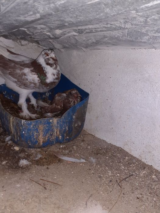 Pombos de papo de ar