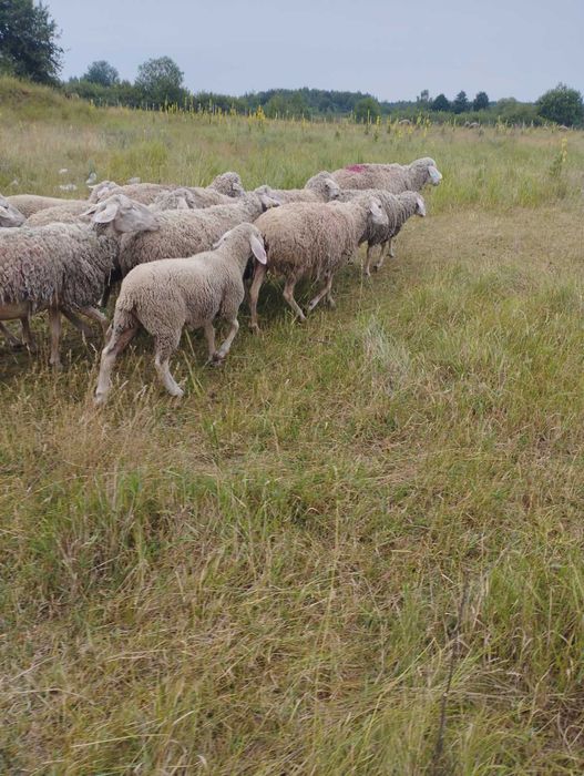 Мериноландшаф ЖИТОМИР Вівці Баран Вівцематки Овцы