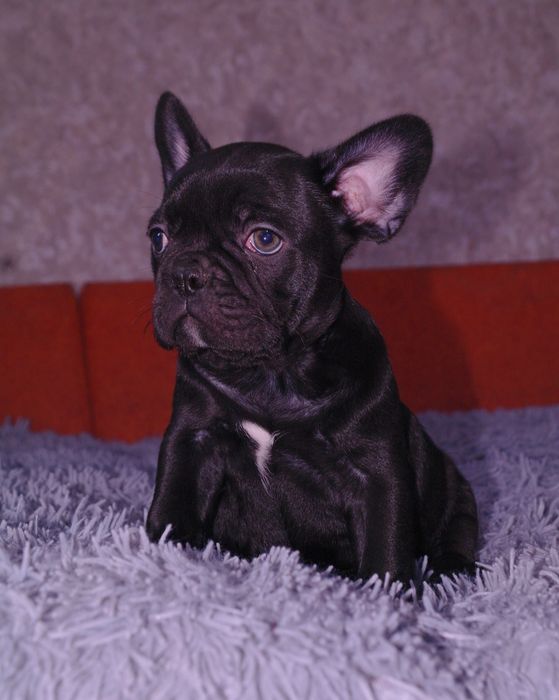 Щенки французского бульдога ждут Вас