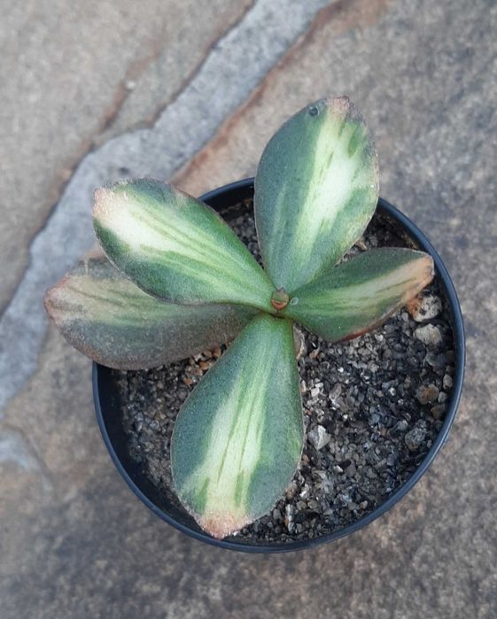 Красулы Лемон лайм, Альба, Солана.