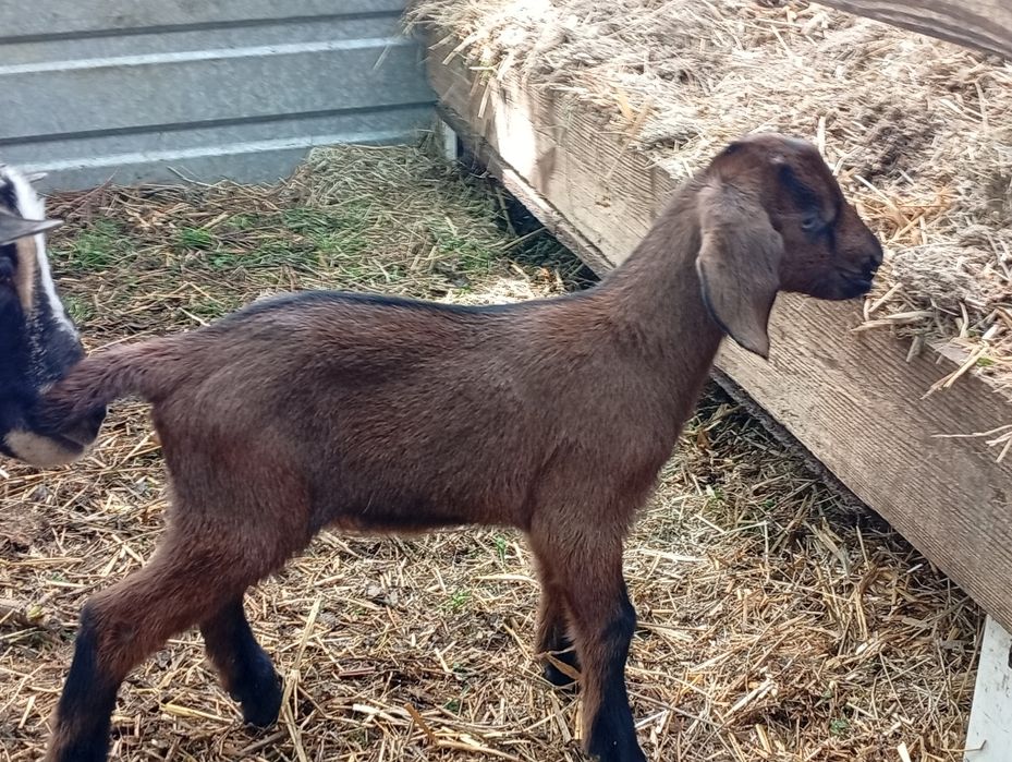 Альпо-нубійський козлик