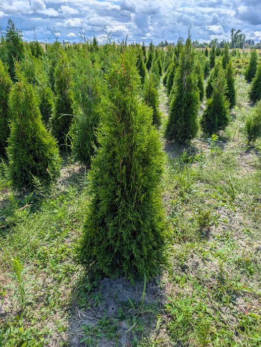 Туя Колумна. Туя смарагд. Самшит. Голуба ялинка. Вічнозелені рослини