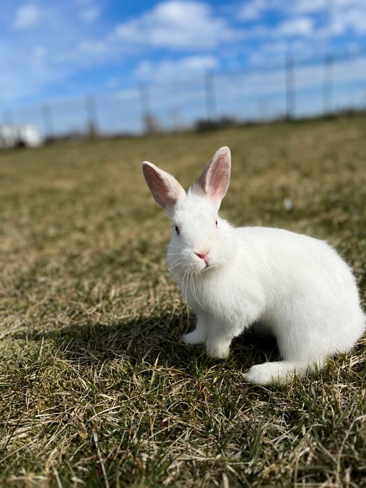 Oddam królika miniaturkę za darmo – w dobre ręce