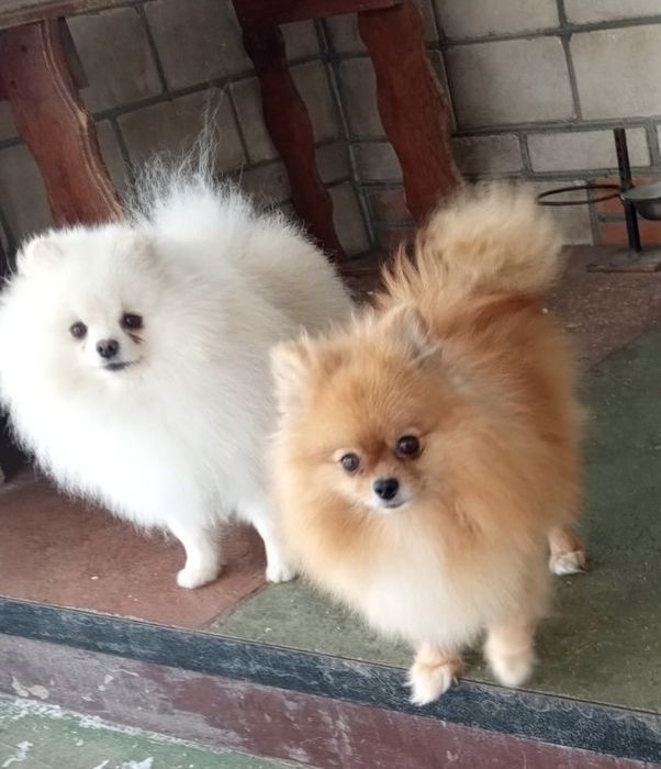 Померанський шпіц