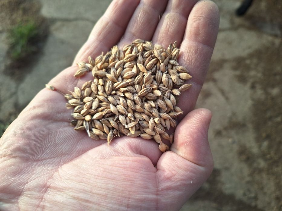 Sprzedam Eco jęczmień 28 ton